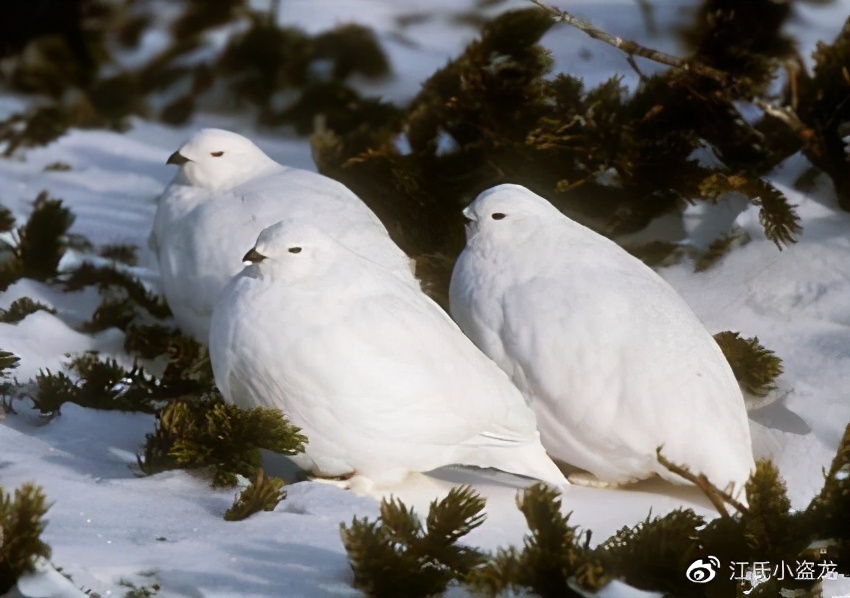 怪兽恐龙化石图片大全,恐龙化石里的怪兽