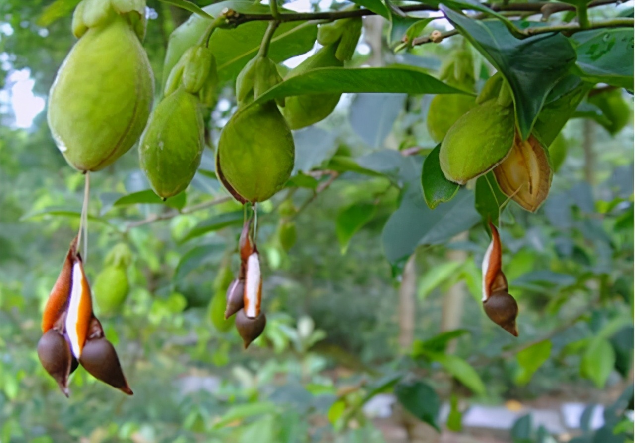此物便是沉香树,牢记面貌,如若遇见,好好保护,实在太珍贵了