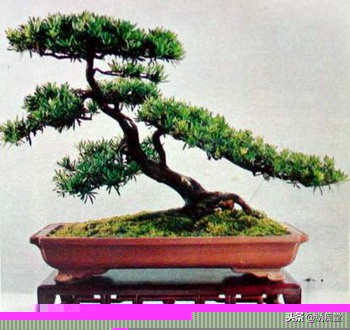 丛林式盆景欣赏,盆景欣赏及制作