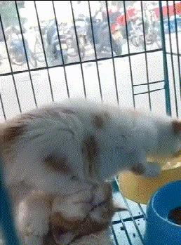 搞笑gif段子妹子有点太淘气了,搞笑小萝莉图片