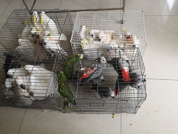 非法贩卖动物犯罪案例统计,破获一起野生动物案