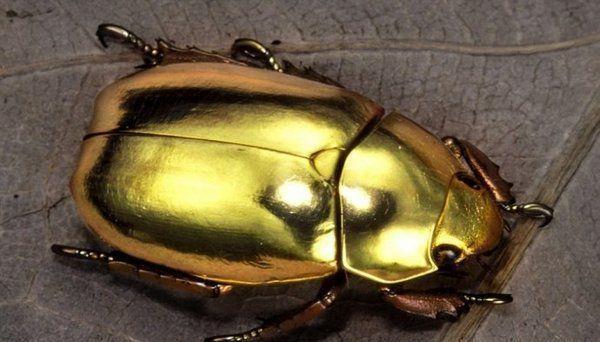 自然界中的昆虫,自然界奇形怪状的昆虫