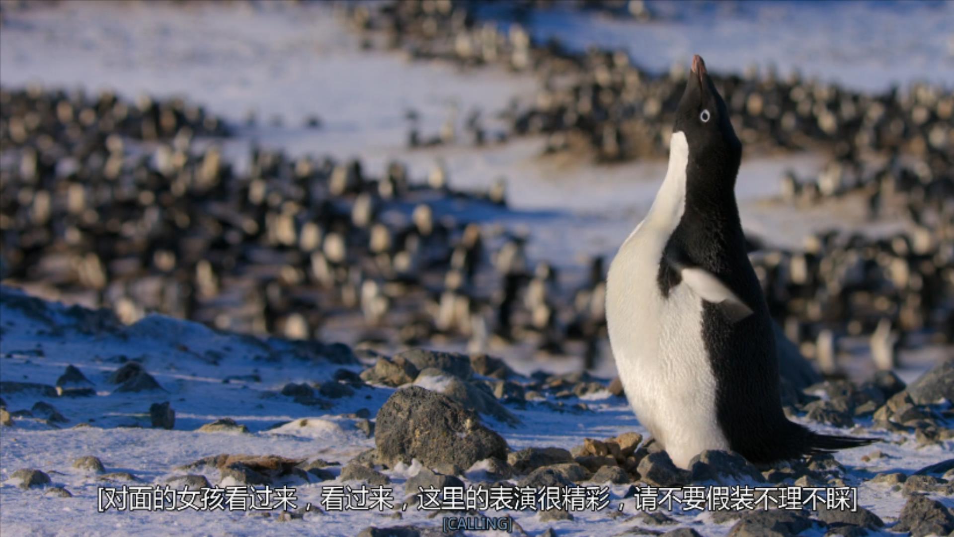 大过年的,被这些小萌萌给笑掉了头