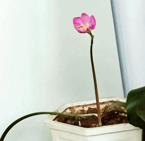 春暖花开原创的声音,倾听花开的声音