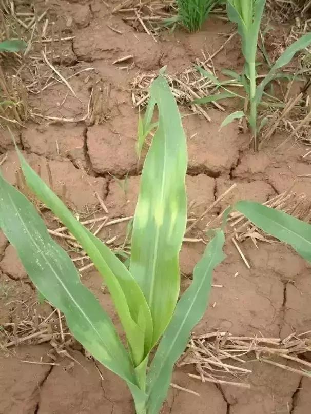 玉米苗后除草剂药害怎么解,玉米苗后除草剂药害特征