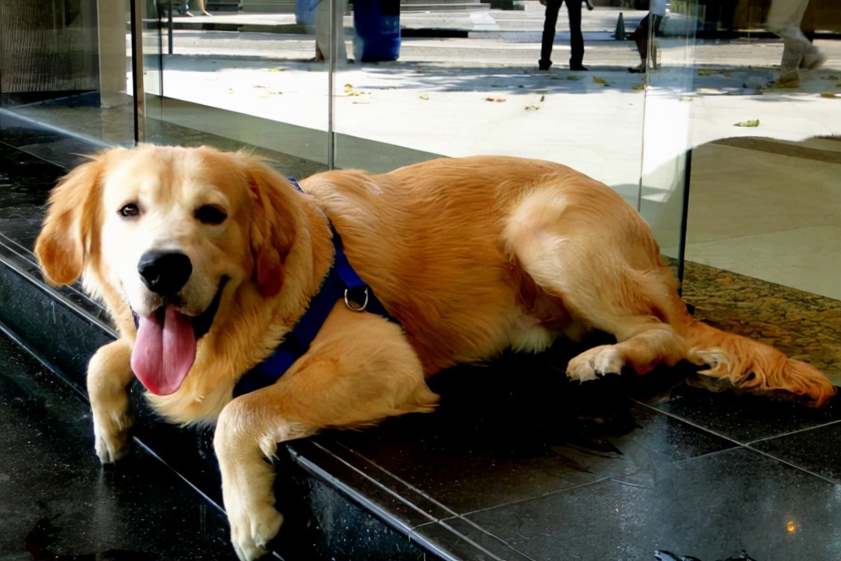 狗狗细小临终前的5个征兆,狗狗在临终前为什么会躲起来