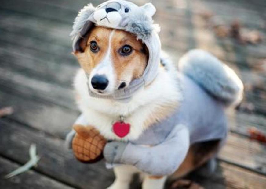 狗狗呕吐判断方法你知道几种,狗狗呕吐颜色分辨什么疾病