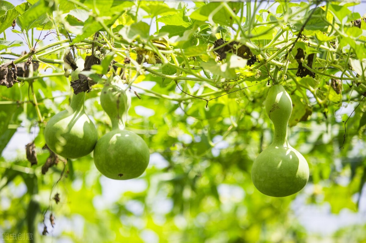 冲一句老话,我在院子里种了棵葫芦,等待结出“葫芦娃”