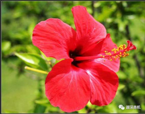 中国各大城市市花介绍,全国56市市花太美了的视频