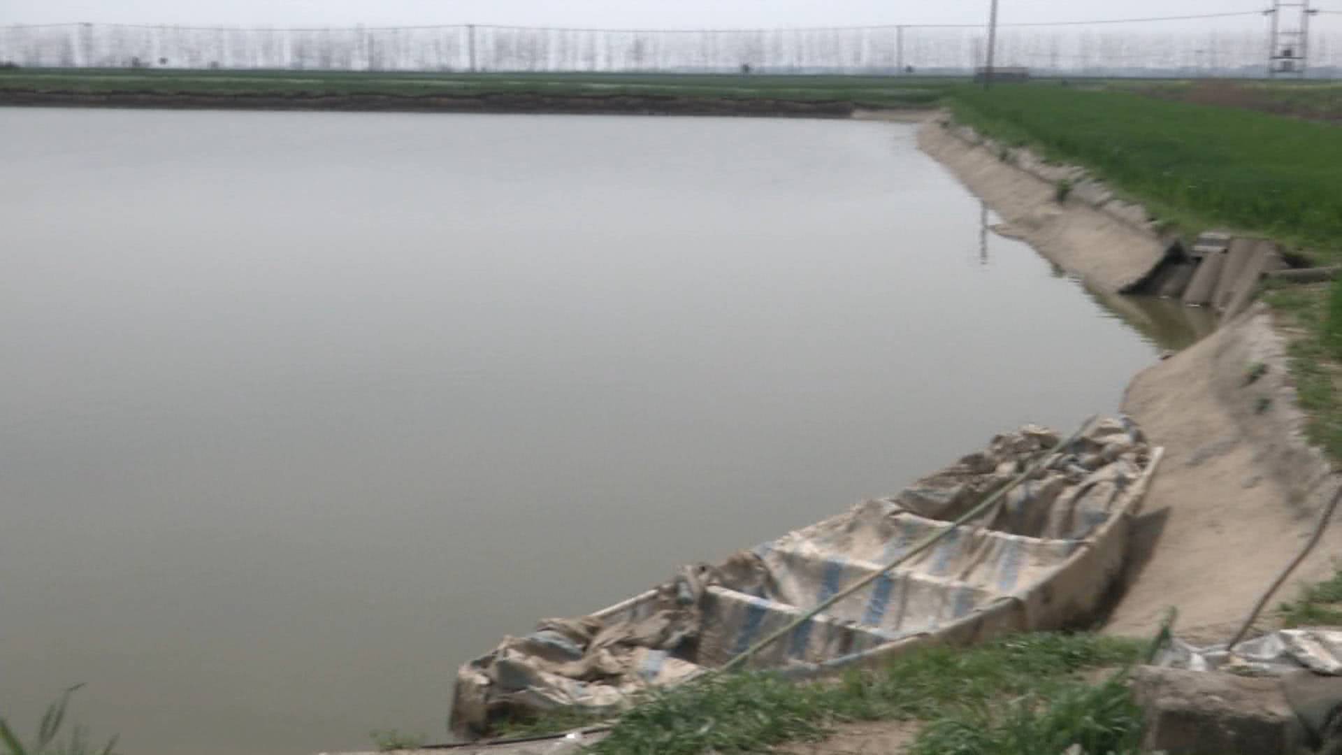 一村民30多亩的鱼塘，10多天草鱼死了1000多斤，专家说是水的原因！