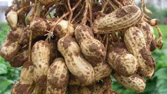 花生黄叶能打控旺药吗,花生黄叶可以用尿素吗