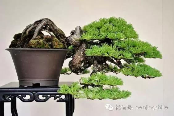 大师级老桩盆景欣赏,精美绝伦的老桩盆景