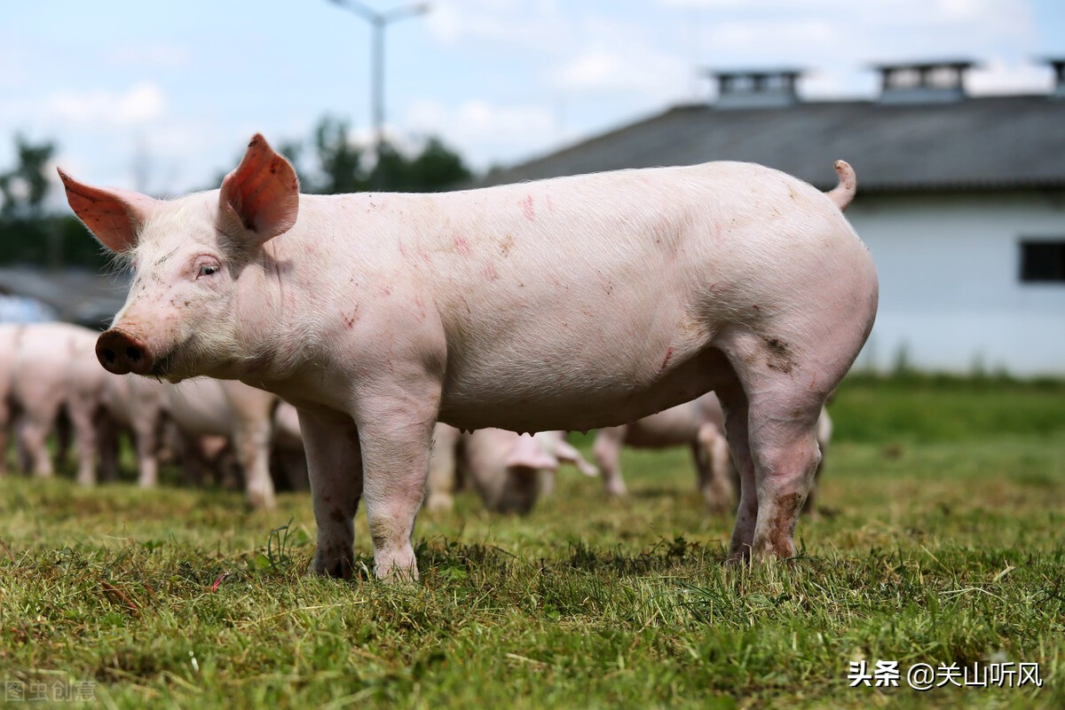 俗语“小孩吃了猪尾巴”的下一句是什么？你还记得哪些类似说法？