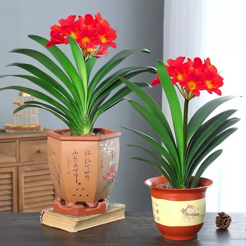 怎么用垃圾养君子兰,垃圾养君子兰的方法