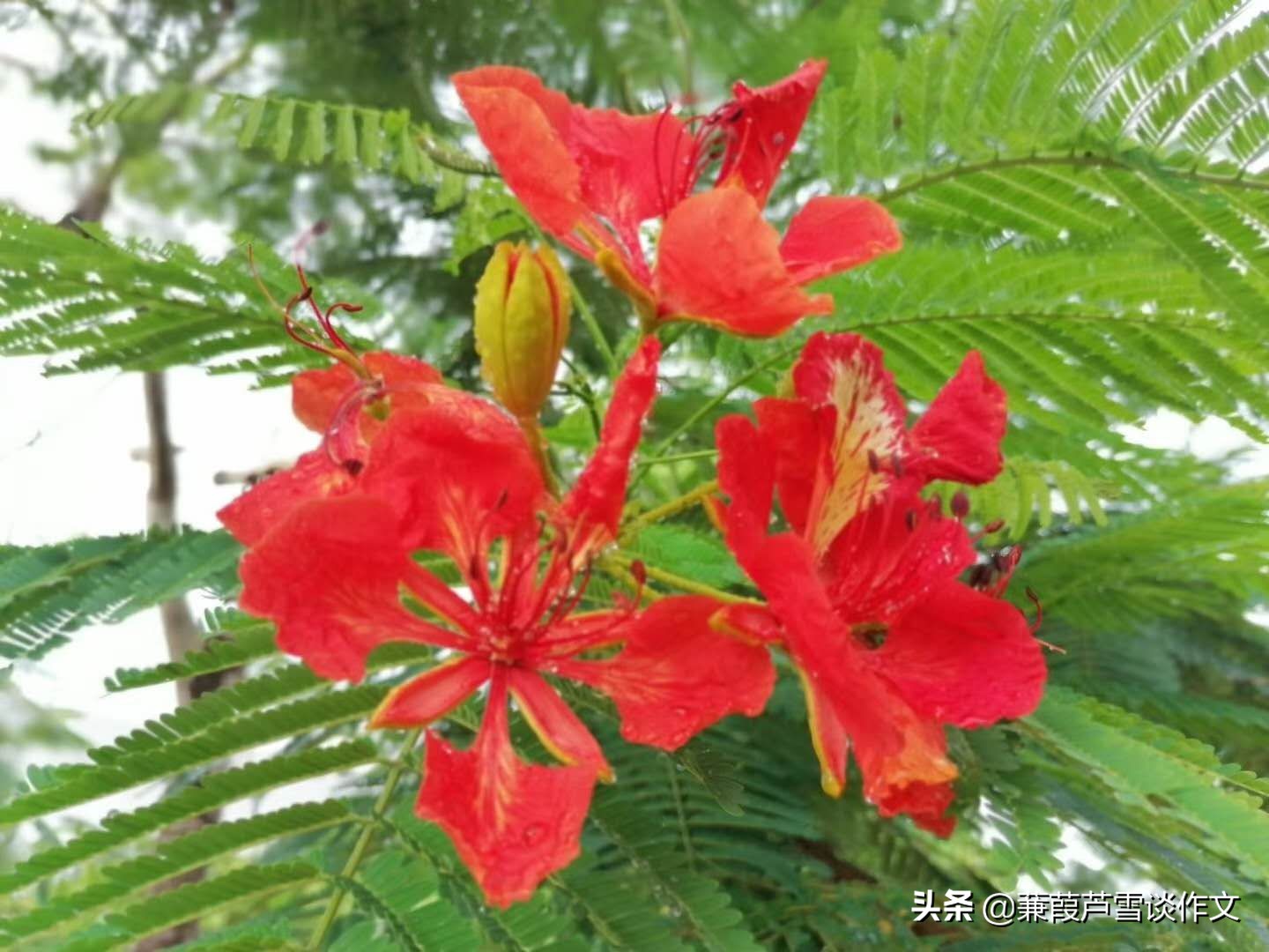 仿写老师和同学们的作文,仿写老师或同学作文600字六年级