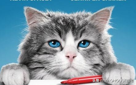 清除猫皮屑的方法,猫身上的皮屑用什么药