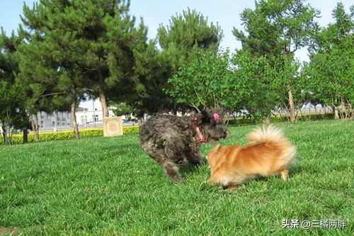 狗狗打架破皮怎么处理,狗狗打架受伤需要打破伤风吗