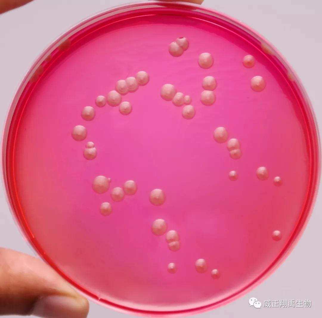 洋葱伯克霍尔德菌谁发现的,伯克霍尔德菌对洋葱有什么危害