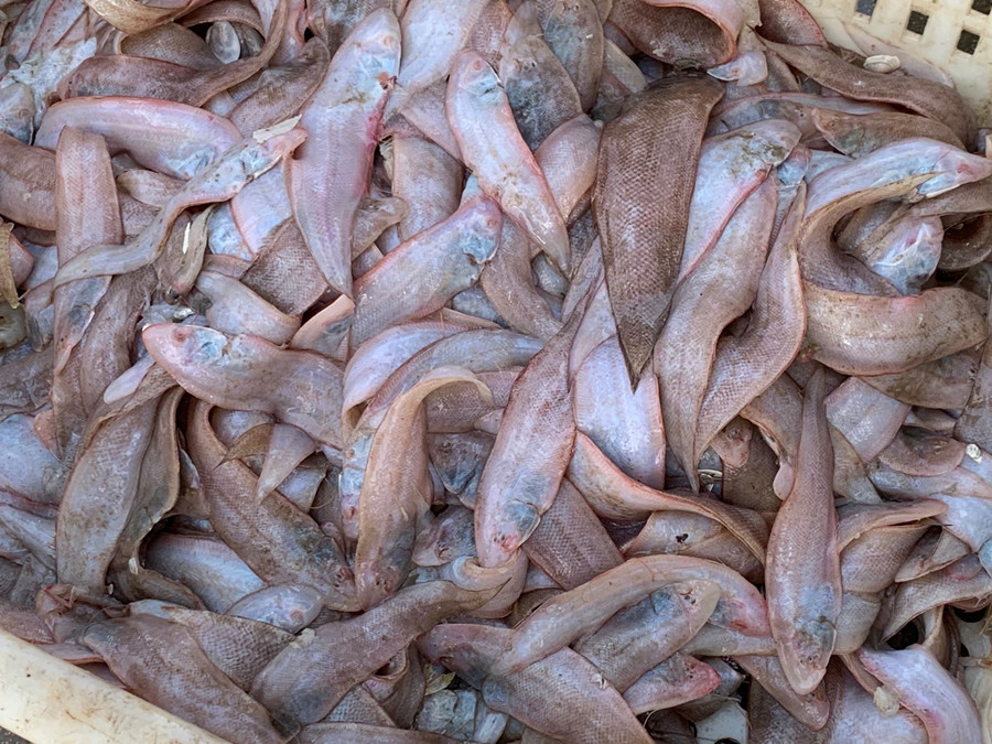 炸鱼只放面粉或淀粉都错了,炸鱼是放淀粉好还是面粉好