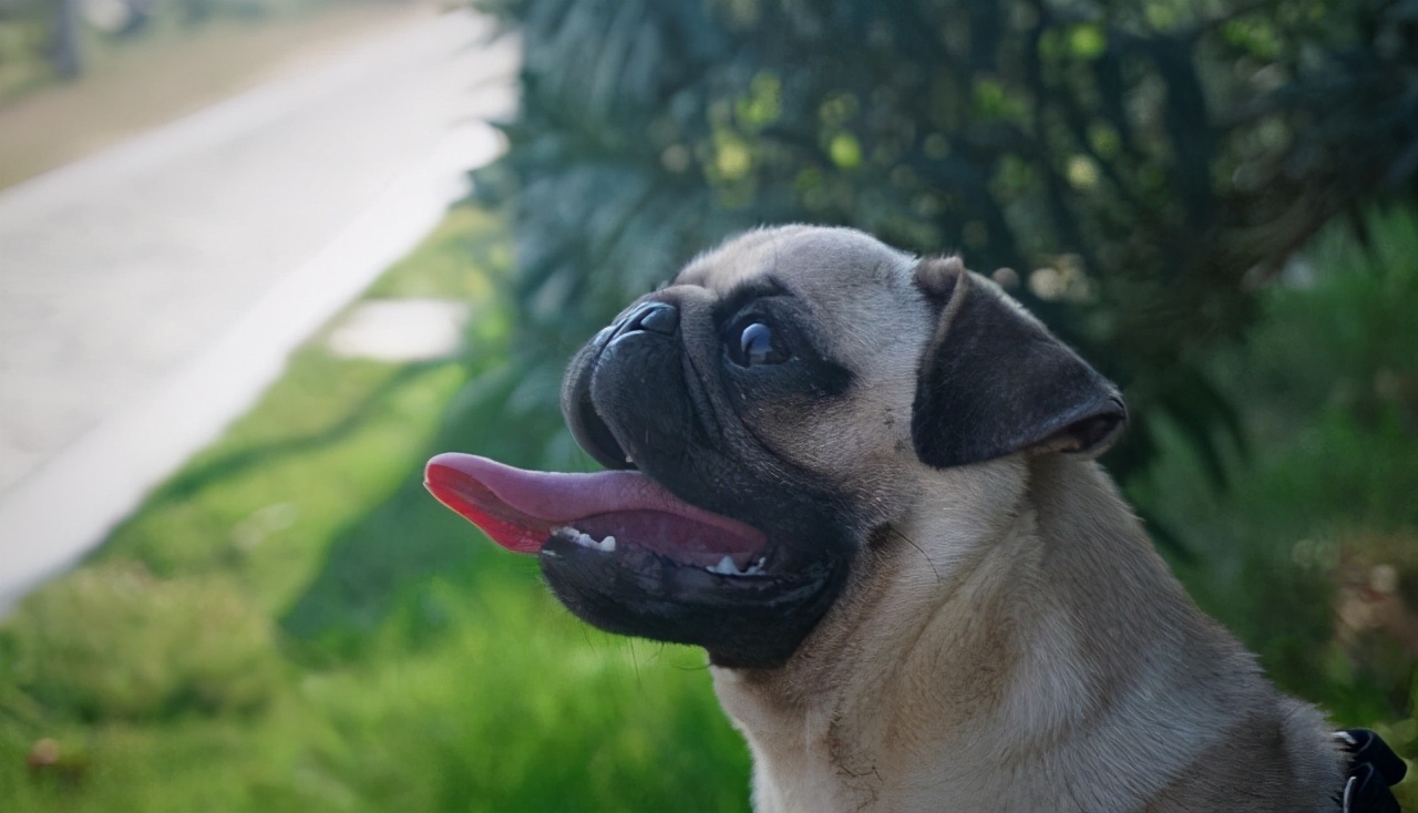 该不该让公狗生宝宝,要不要让小狗生宝宝