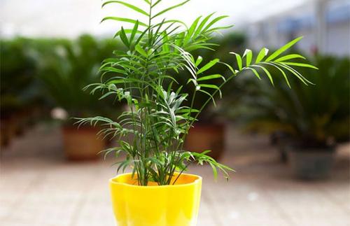 袖珍椰子发黄怎么办,袖珍椰子怎么养才不会黄叶