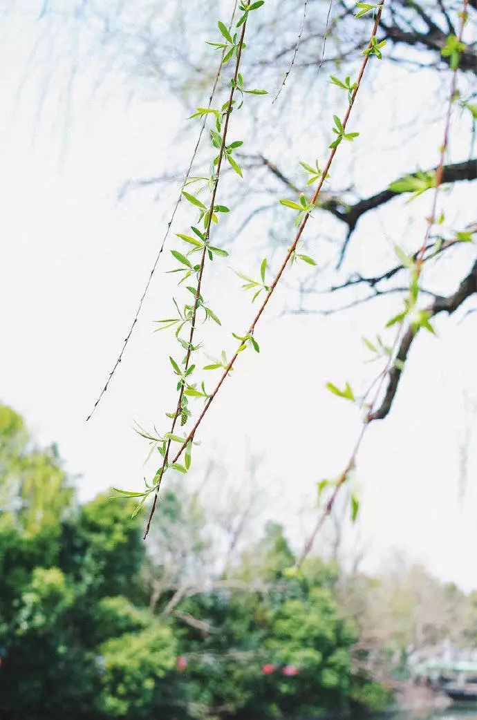 清明过后天空就明净了,今日清明万物生长清洁明净
