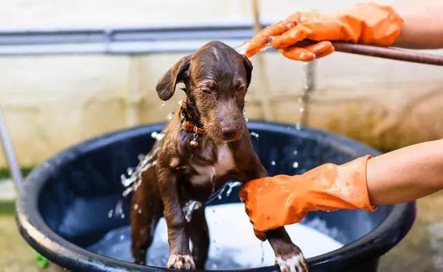 狗狗身上跳蚤反复出现怎么办,狗狗身上有跳蚤有什么处理方法