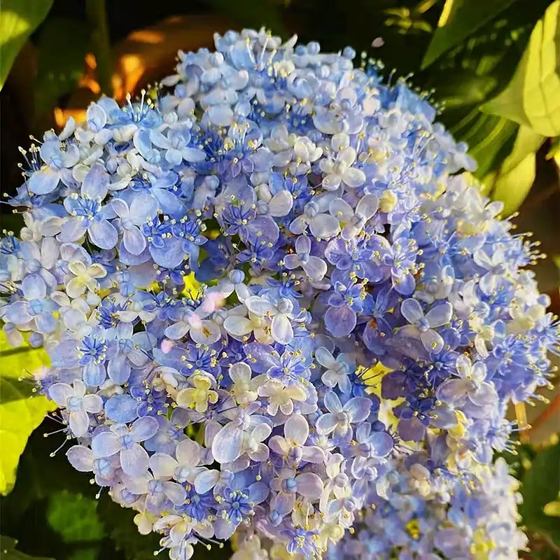 这“38种花”,当你开始收集品种时,你已入坑颇深