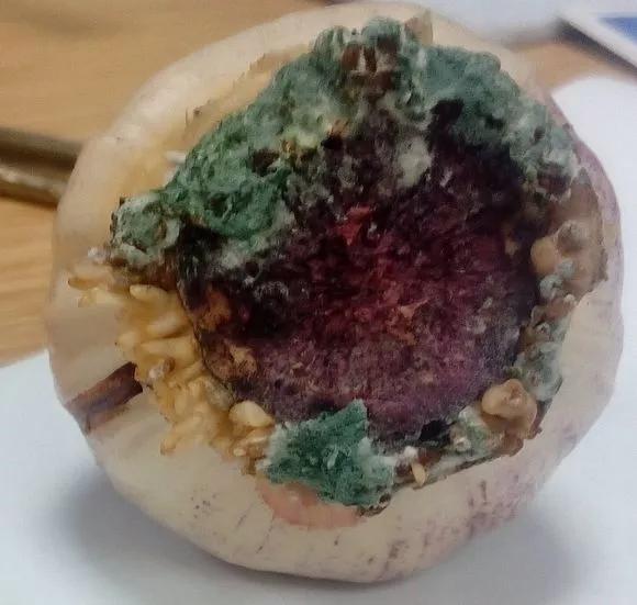 开过的风信子怎么处理,开过的风信子花球怎样处理