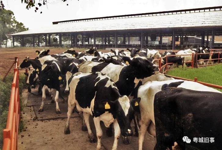 燕塘牛奶和风行乳业,燕塘风行乳业最新消息