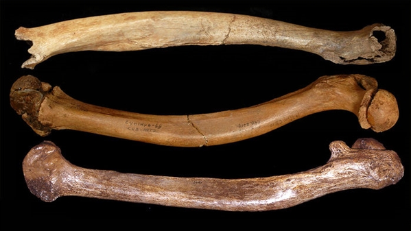 *亲近**繁殖或致早期人类畸形