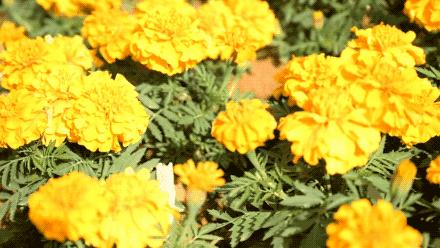 中山风景打卡点,广州秋游野餐好去处