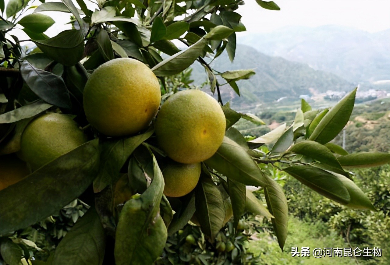 沙糖桔防病害打什么药,沙糖桔炭疽病要什么药