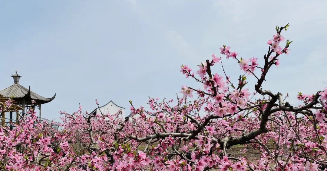 苏州赏花推荐景点有哪些,苏州赏花踏青攻略