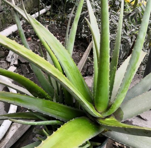 芦荟烂根了怎样补救,芦荟彻底烂根了怎么挽救