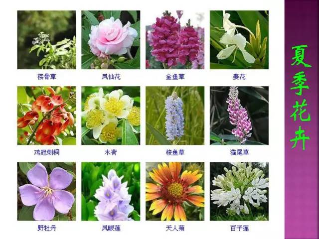 花卉大全500种观叶植物名称,1332种常见花卉植物图谱
