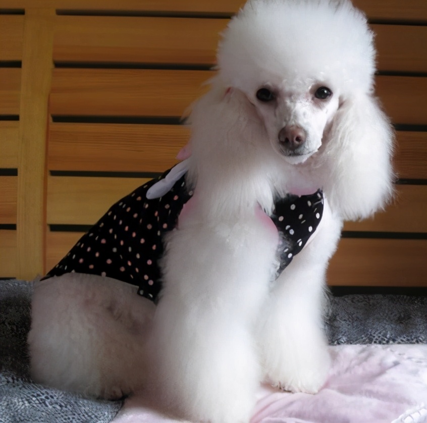 多种颜色香槟泰迪犬,泰迪犬什么颜色好看