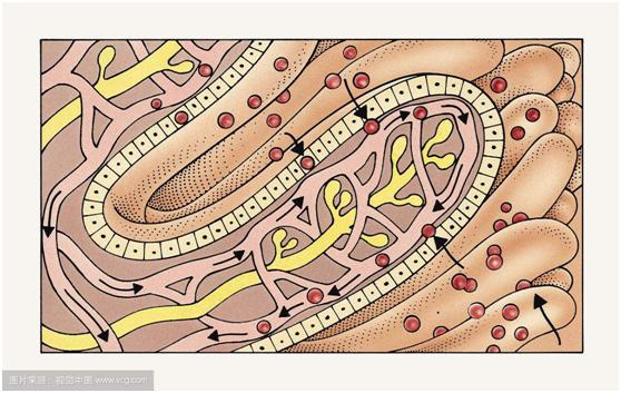 别花冤枉钱了!花几十块买的维生素C咀嚼片,2块钱就能达到同效!