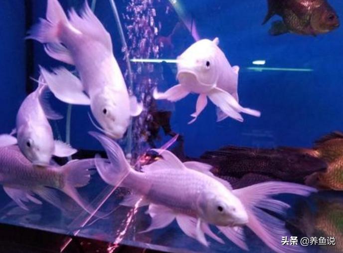 鱼缸里的鱼尾巴会烂是怎么回事,家里养的鱼掉鳞片怎么办