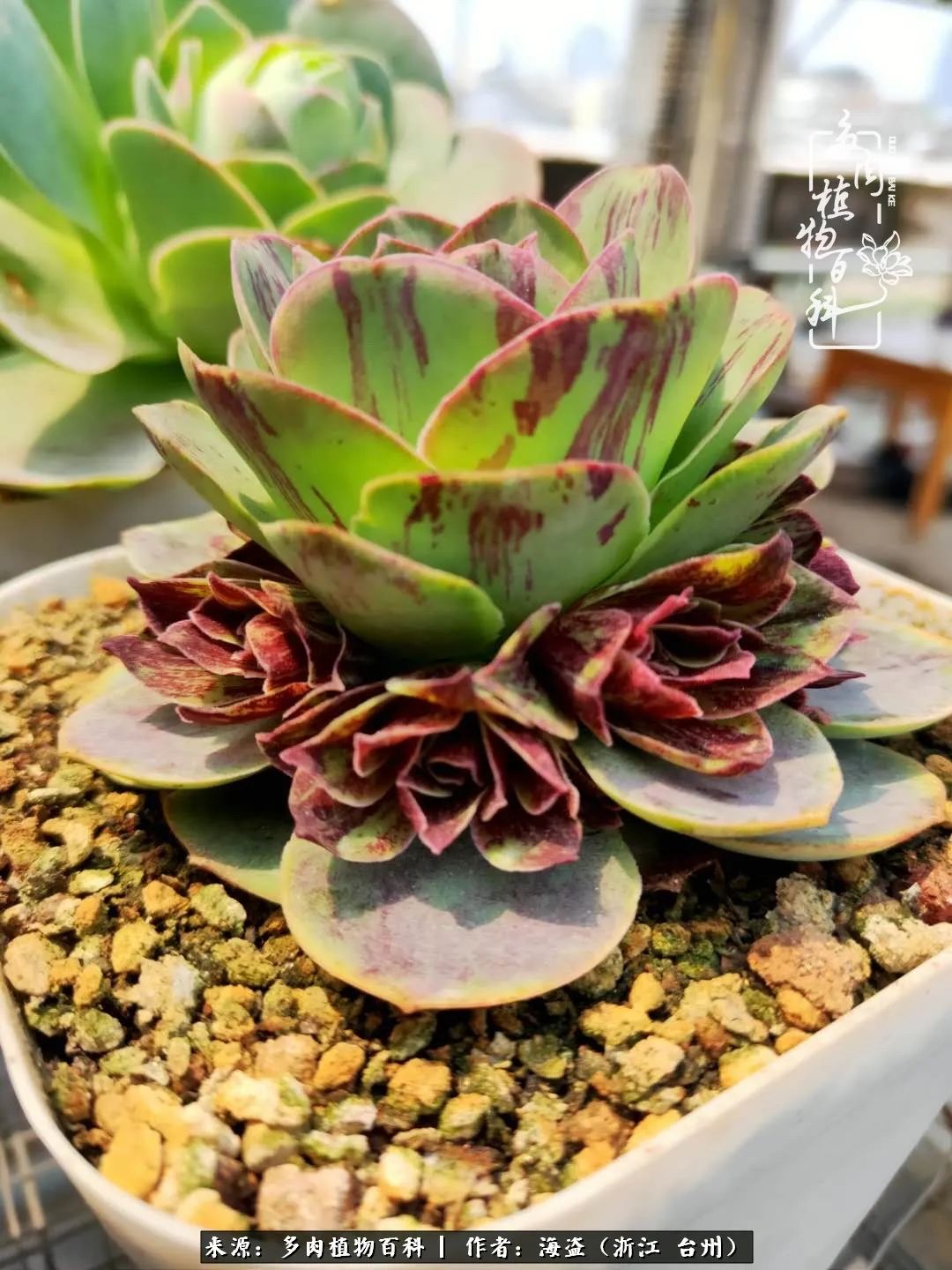 独爱玫瑰与法师！解密金老板和他的屋顶御花园