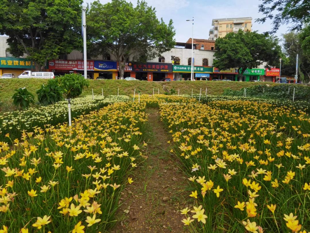 风雨兰的惊艳,风雨兰花开花