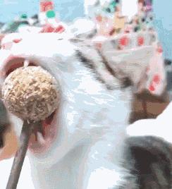 猫咪吸了猫薄荷后困正常吗,喵星人吸猫