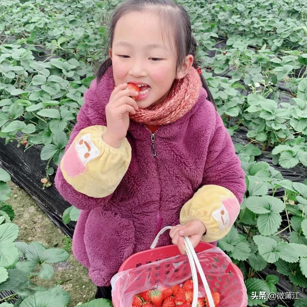 草莓采摘又到了吃草莓的季节,春季草莓采摘的正确打开方式