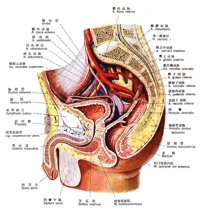 泌尿系统解剖图谱大全,2022泌尿系统的解剖生理讲解课程