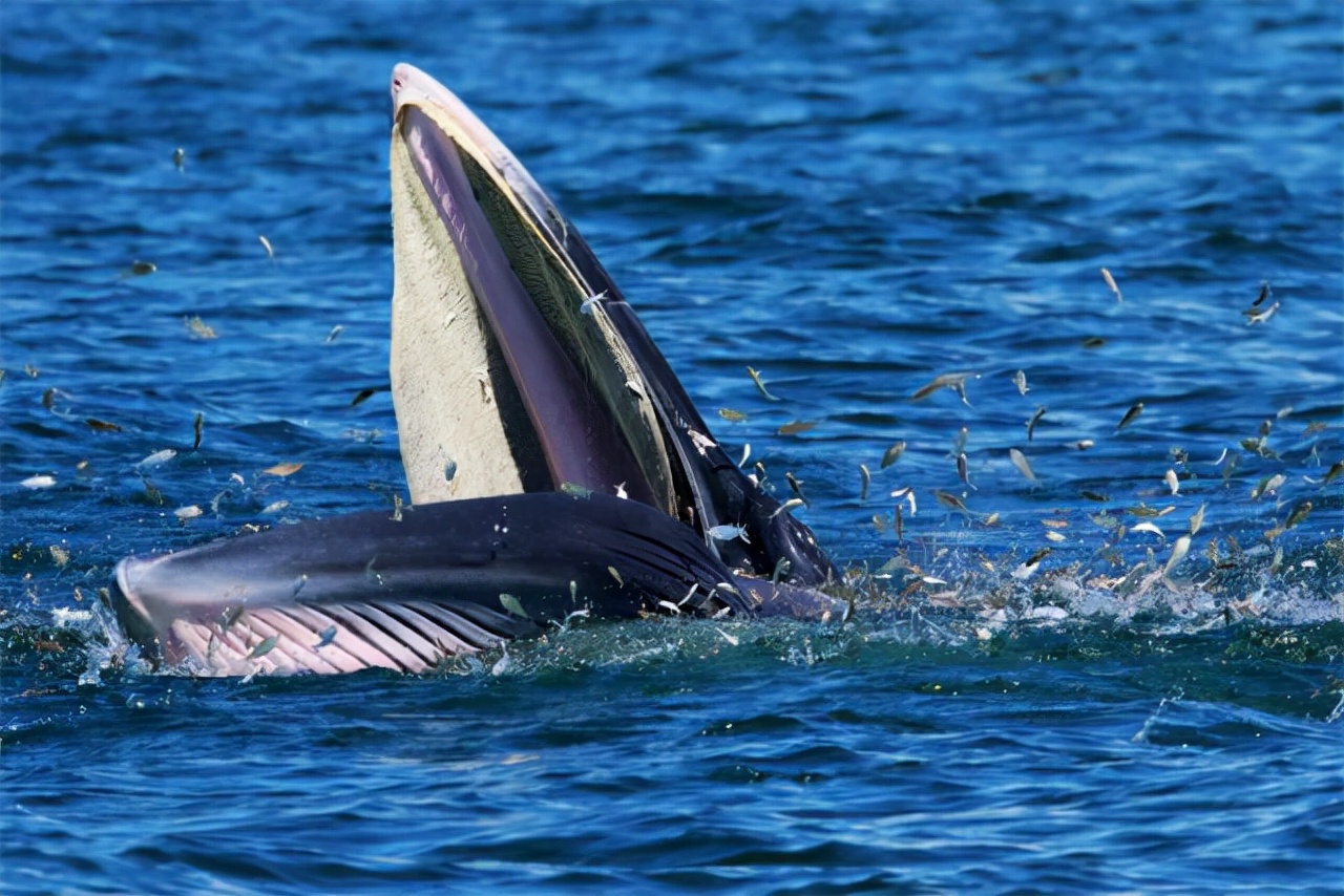 独家|“鲸喜”之后,风险何在?深晚记者带你走近“小布”