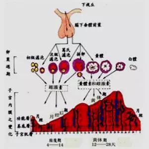 试管促排中为什么要反复抽血?