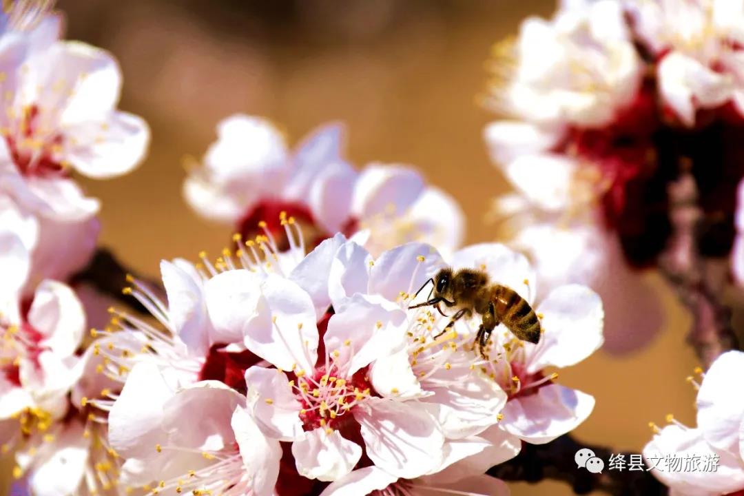 美丽乡村百花开,美丽乡村百花节