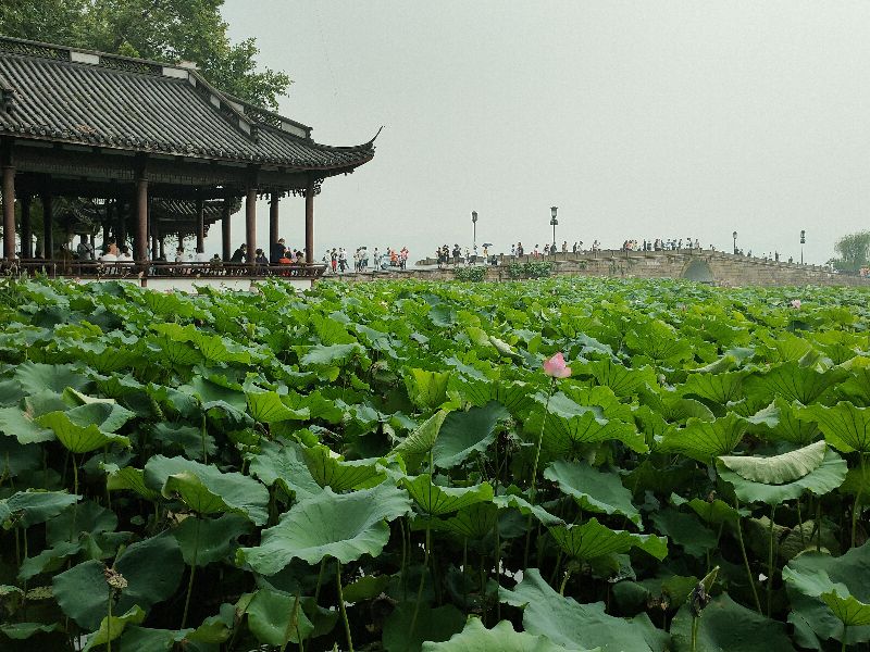 杭州西湖断桥好大的雨,杭州西湖断桥残雪夜景下雨