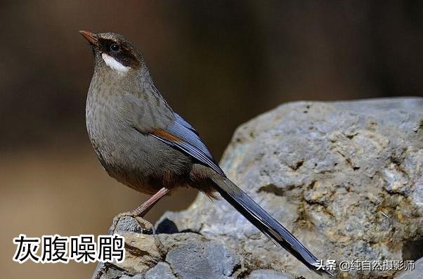 画眉品种有哪些,画眉科的鸟类大全