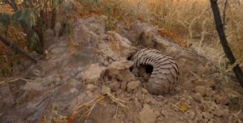 吃野生穿山甲的后果,吃了穿山甲会有什么法律后果